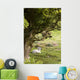 Sheep Lying Under Tree Wall Mural