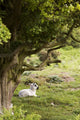 Sheep Lying Under Tree Wall Mural