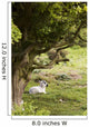 Sheep Lying Under Tree Wall Mural