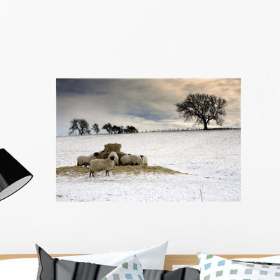 Sheep Field Snow Northumberland Wall Mural shown on a wall