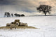 Sheep In Field Of Snow, Northumberland, England Wall Mural