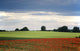 Field With Red Flowers, Yorkshire, England Wall Mural