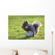 Squirrel On Grass Wall Mural