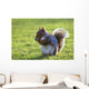 Squirrel On Grass Wall Mural