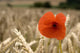 Red Flower In Field Wall Mural