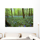 Violets In Forest Wall Mural