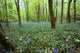 Violets In Forest Wall Mural