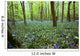 Violets In Forest Wall Mural