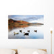 Ducks In Lake, Cumbria, England Wall Mural