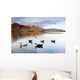 Ducks In Lake, Cumbria, England Wall Mural