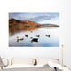 Ducks In Lake, Cumbria, England Wall Mural