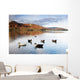 Ducks In Lake, Cumbria, England Wall Mural