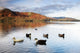 Ducks In Lake, Cumbria, England Wall Mural