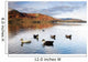 Ducks In Lake, Cumbria, England Wall Mural