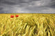 Two Red Poppies In Wheat Field Wall Mural