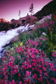 Wildflowers, Bugaboo Provincial Park, British Columbia, Canada Wall Mural