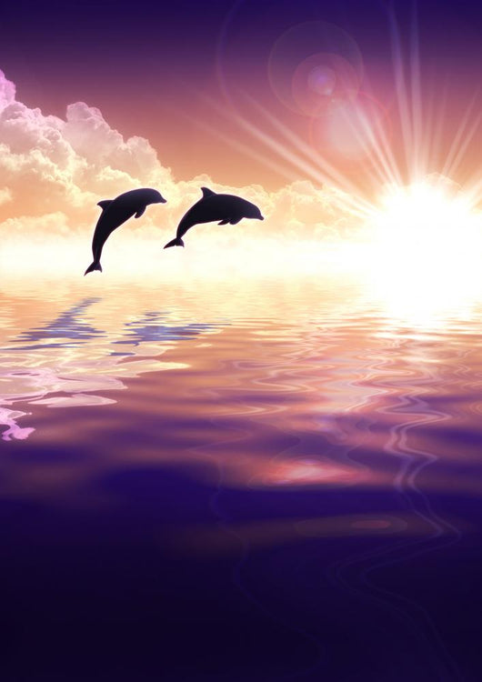 Dolphin and sunset Wall Mural