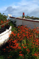Flowers In Wooden Boat In Roundstone, Galway, Ireland Wall Mural