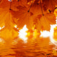 autumn Wall Mural