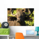 African Buffalo Wall Mural