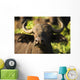 African Buffalo Wall Mural