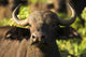 African Buffalo Wall Mural