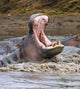 Yawning Hippopotamus At Serengeti National Park, Tanzania Wall Mural