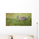 Cheetah Wall Mural