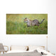 Cheetah Wall Mural
