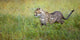 Cheetah Wall Mural