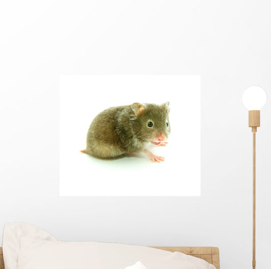 Hamster