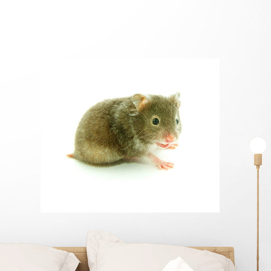 Hamster