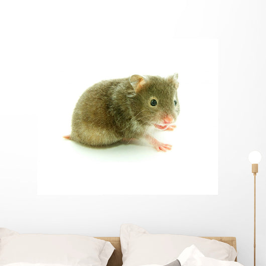 Hamster
