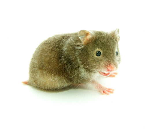Hamster
