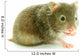Hamster