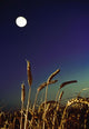 Wheat Field At Night Under The Moon Wall Mural