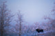 Buffalo In Snowy Woods Wall Mural