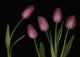 Pink Tulips Wall Mural