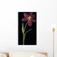 Tulip Petals About To Fall Off Wall Mural