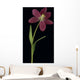 Tulip Petals About To Fall Off Wall Mural