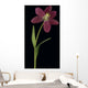 Tulip Petals About To Fall Off Wall Mural