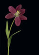Tulip Petals About To Fall Off Wall Mural
