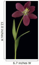 Tulip Petals About To Fall Off Wall Mural