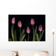Pink Tulips Wall Mural
