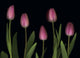 Pink Tulips Wall Mural