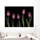 Pink Tulips Wall Mural