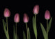 Pink Tulips Wall Mural