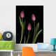 Pink Tulips Wall Mural