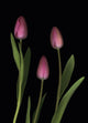 Pink Tulips Wall Mural