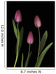 Pink Tulips Wall Mural